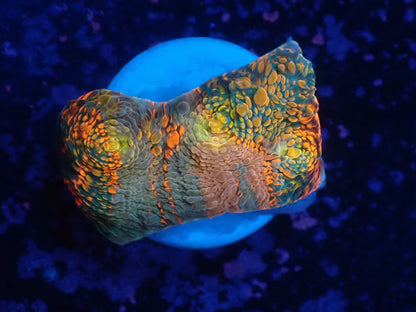 Deep Sea Echinophyllia017