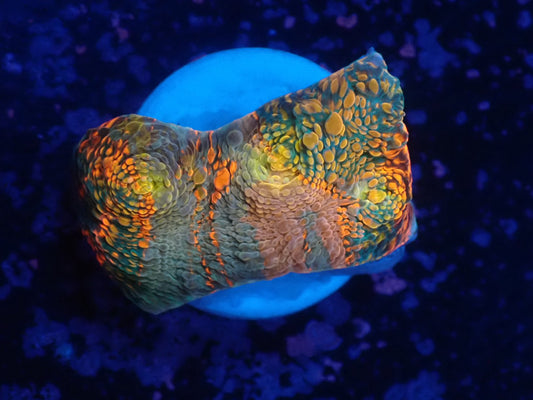 Deep Sea Echinophyllia017