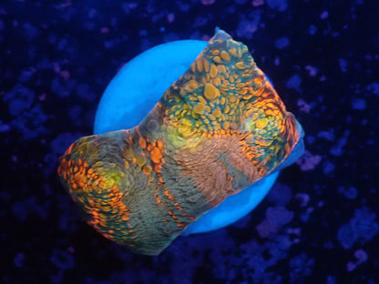 Deep Sea Echinophyllia017