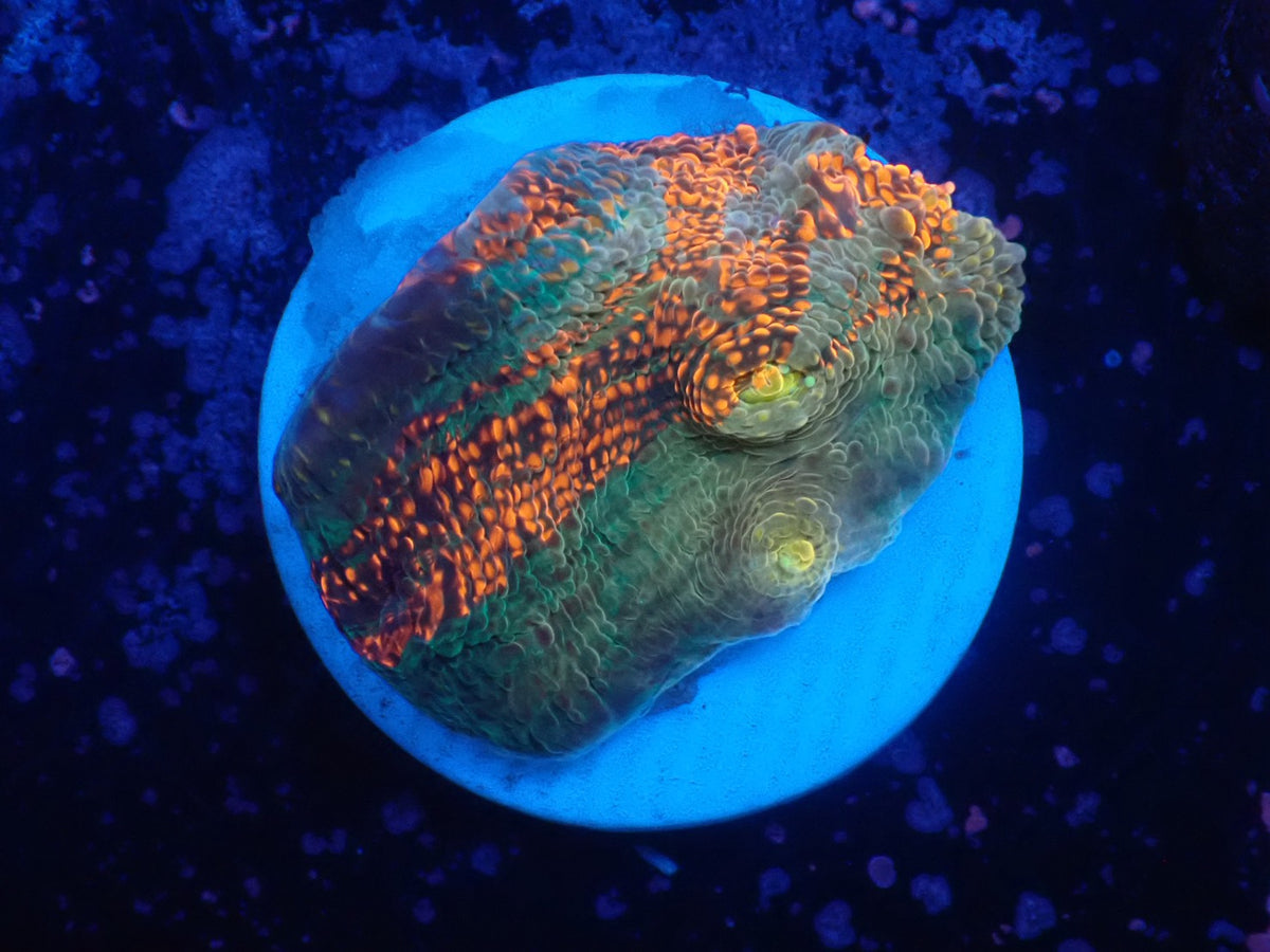 Deep Sea Echinophyllia016