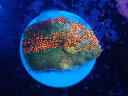 Deep Sea Echinophyllia016