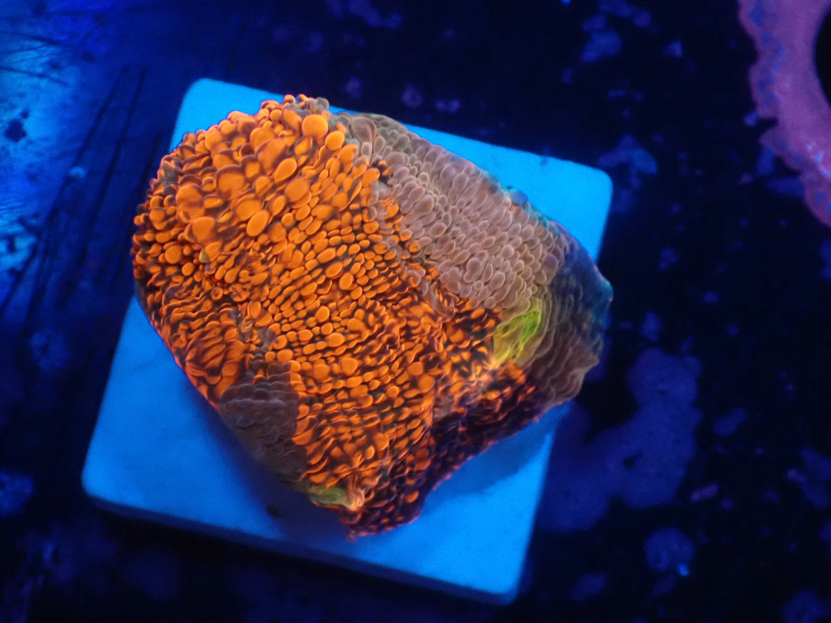 Deep Sea Echinophyllia015