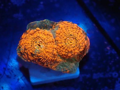 Deep Sea Echinophyllia014