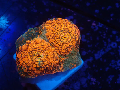 Deep Sea Echinophyllia014