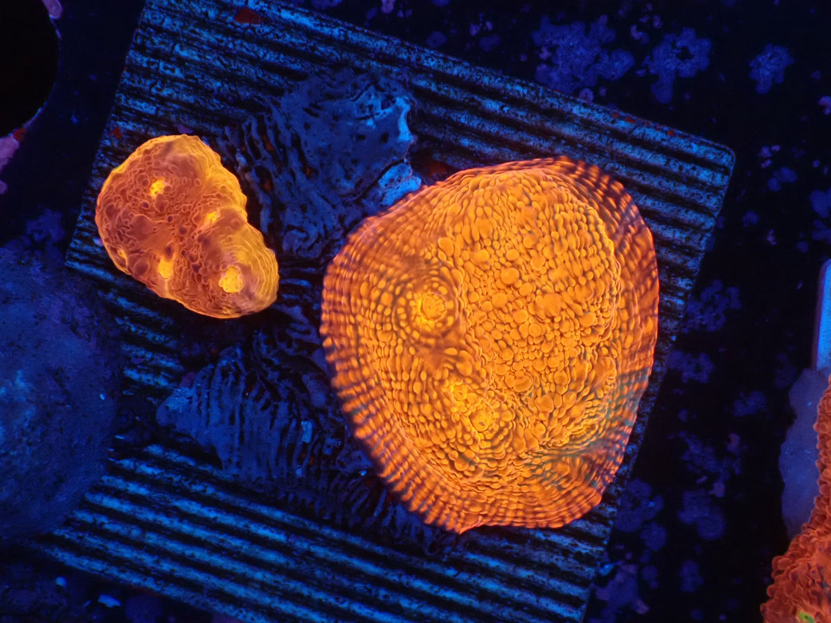 Deep Sea Echinophyllia013