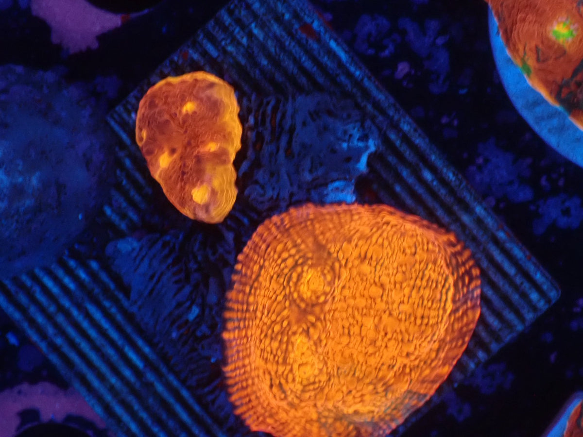 Deep Sea Echinophyllia013