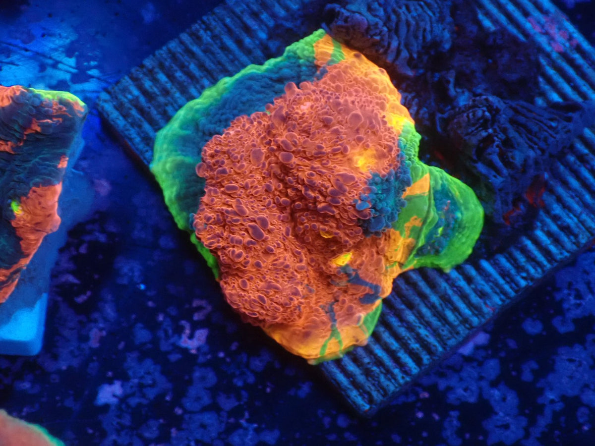 Deep Sea Echinophyllia012
