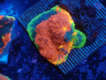 Deep Sea Echinophyllia012