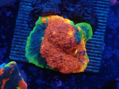 Deep Sea Echinophyllia012