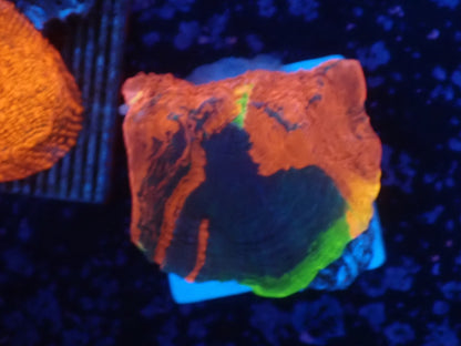 Deep Sea Echinophyllia011