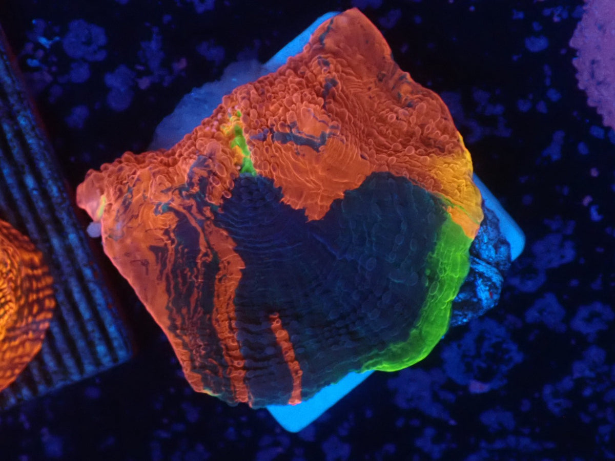 Deep Sea Echinophyllia011