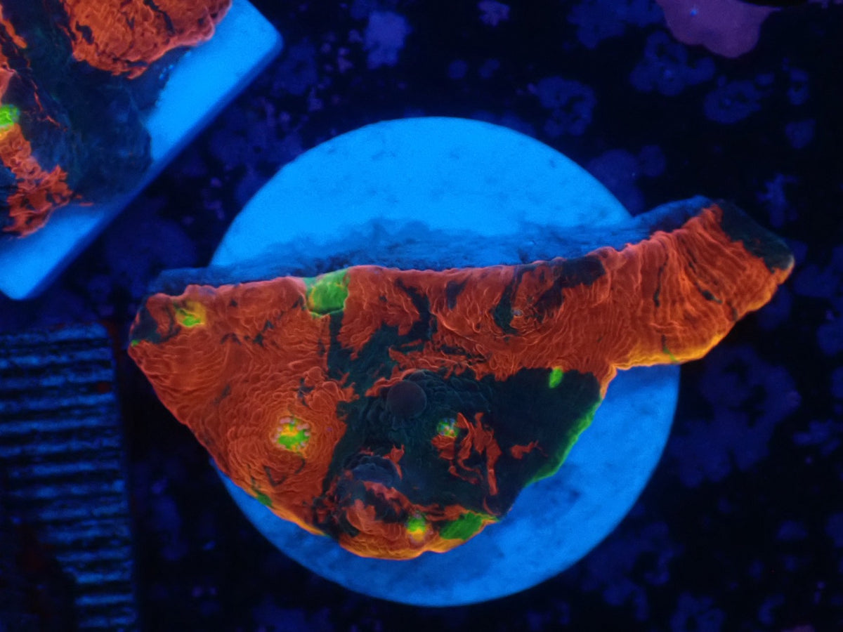 Deep Sea Echinophyllia010