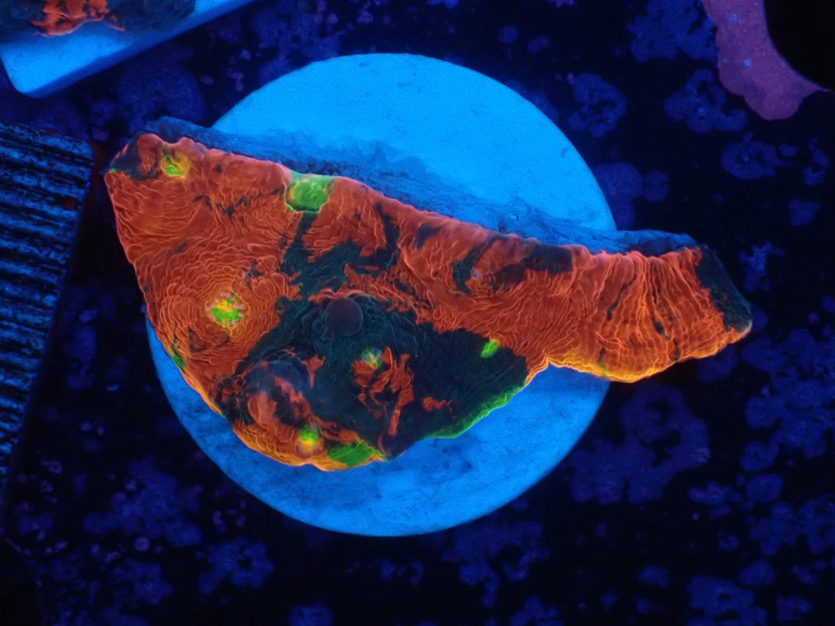 Deep Sea Echinophyllia010
