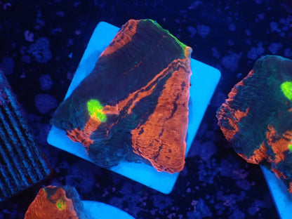 Deep Sea Echinophyllia09