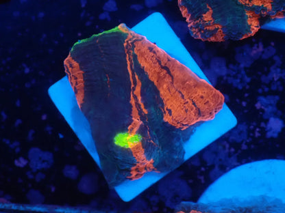 Deep Sea Echinophyllia09