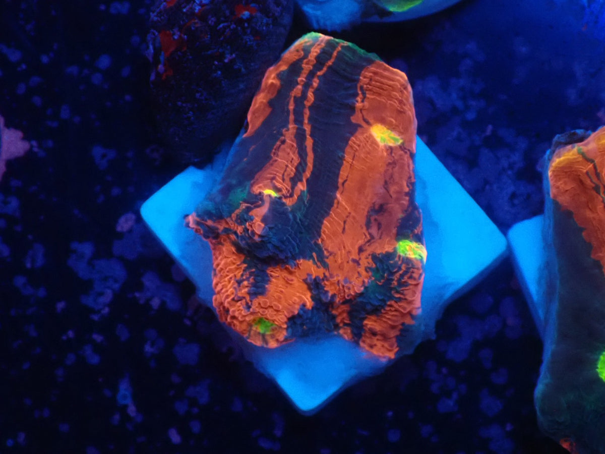 Deep Sea Echinophyllia07