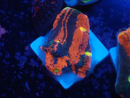Deep Sea Echinophyllia07