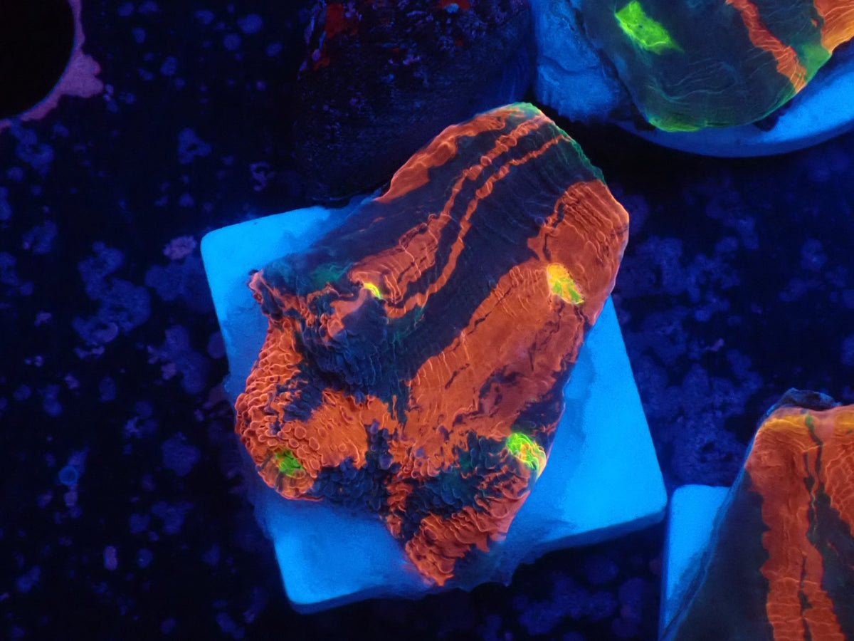 Deep Sea Echinophyllia07