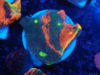 Deep Sea Echinophyllia06