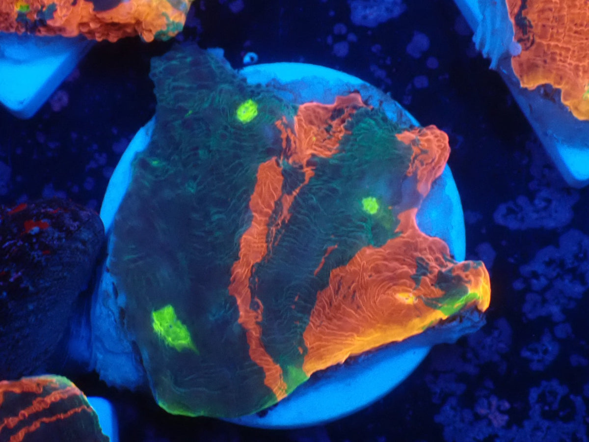 Deep Sea Echinophyllia06