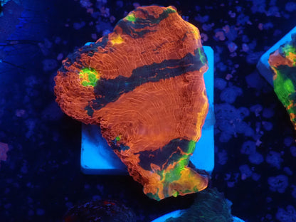 Deep Sea Echinophyllia05