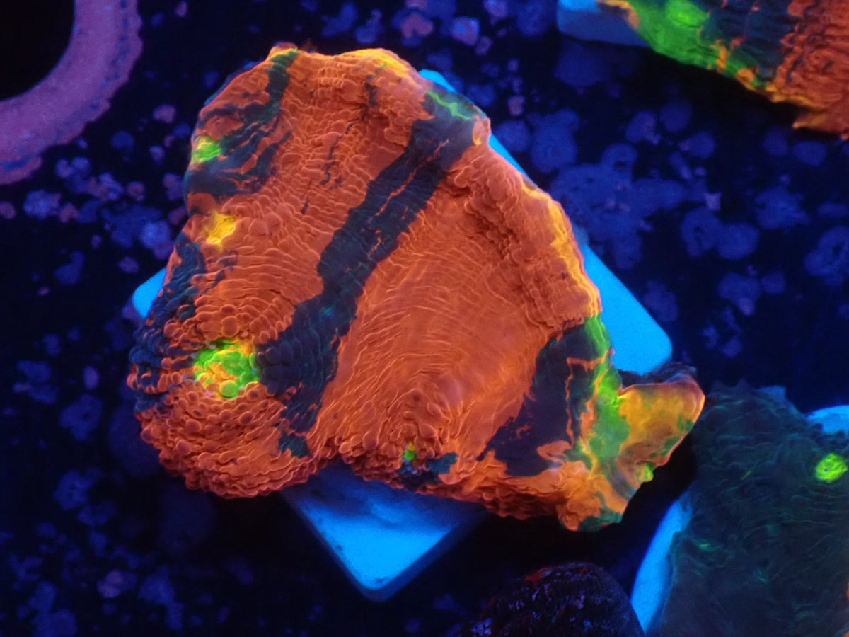 Deep Sea Echinophyllia05