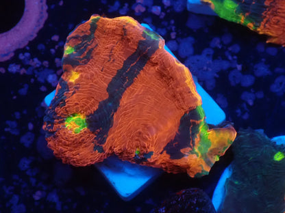 Deep Sea Echinophyllia05