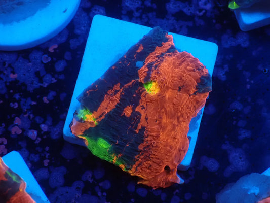 Deep Sea Echinophyllia04