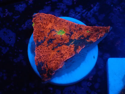 Deep Sea Echinophyllia03