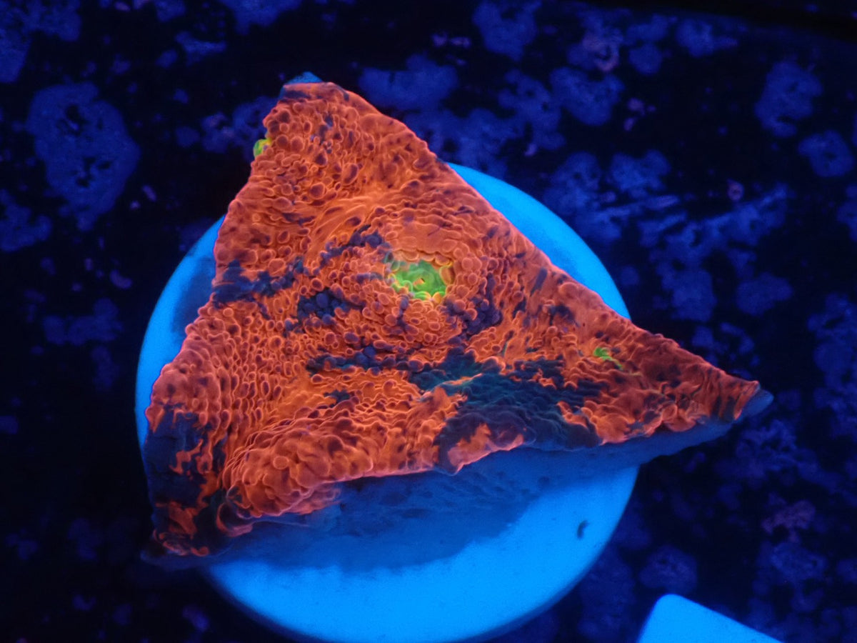 Deep Sea Echinophyllia03