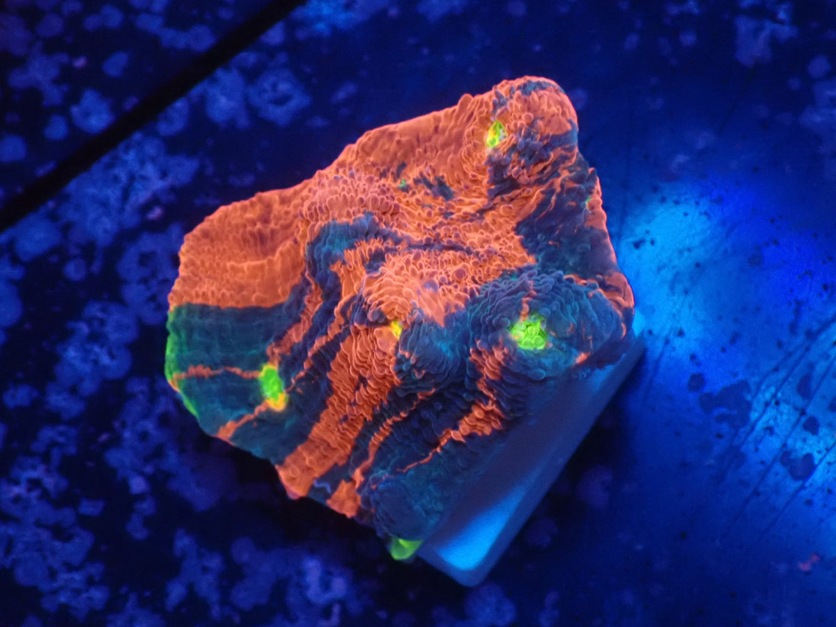 Deep Sea Echinophyllia01