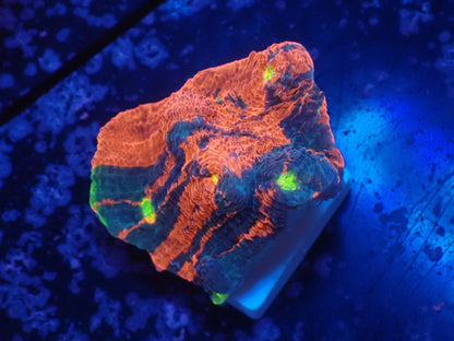 Deep Sea Echinophyllia01