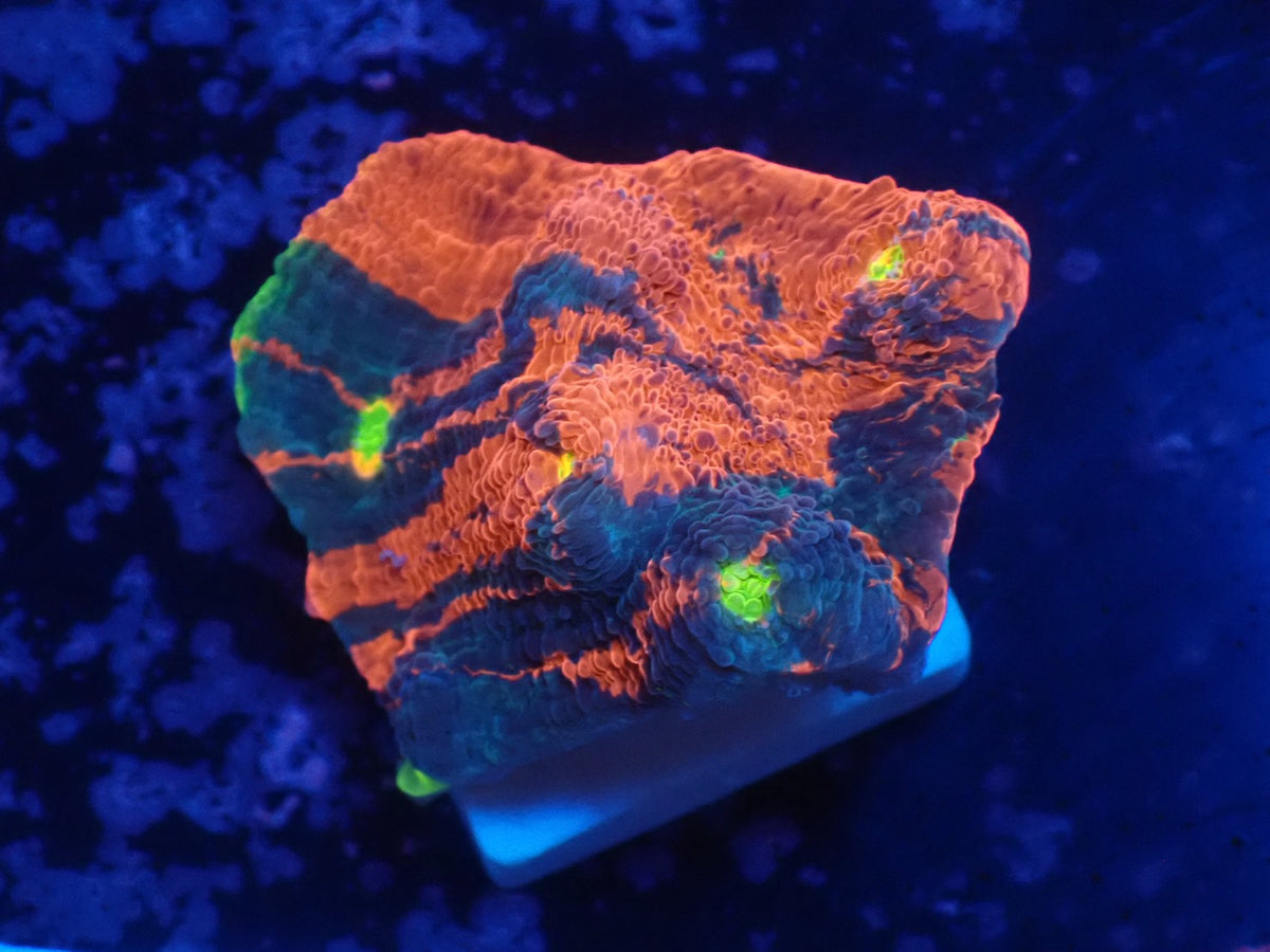 Deep Sea Echinophyllia01