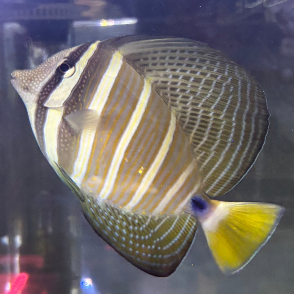 ヒレナガハギ大きめ