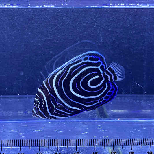 ウズマキ