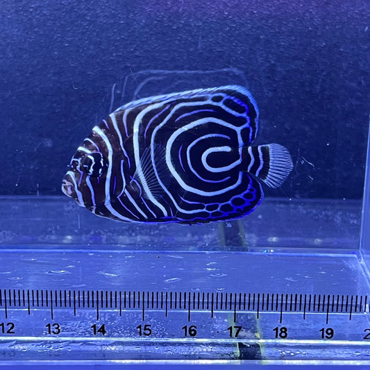 ウズマキ
