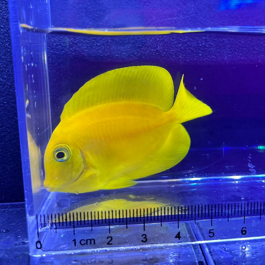 クログチニザイエロー