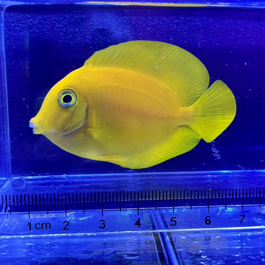クログチニザイエロー