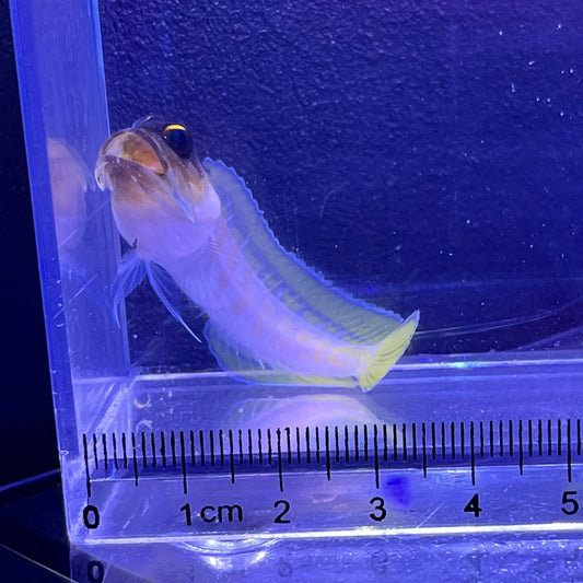 ゴールドスペックジョー
