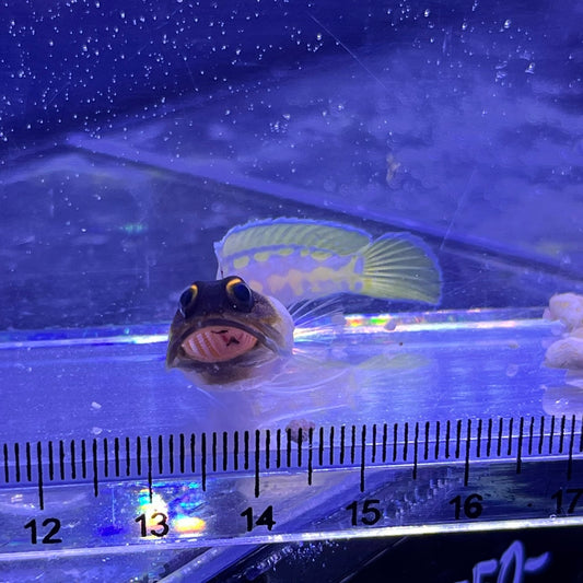 ゴールドスペックジョー