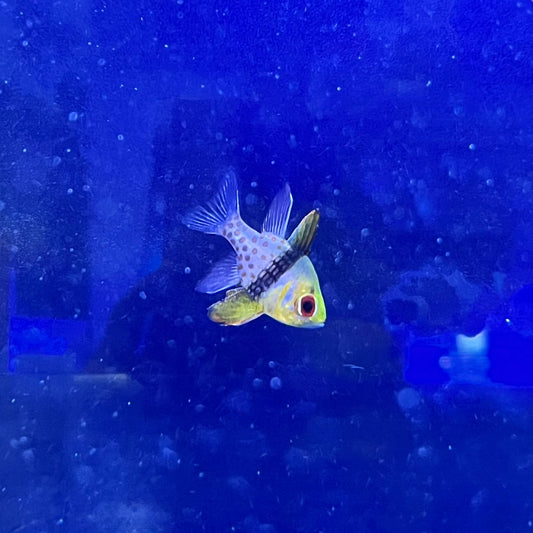 マンジュウイシモチ