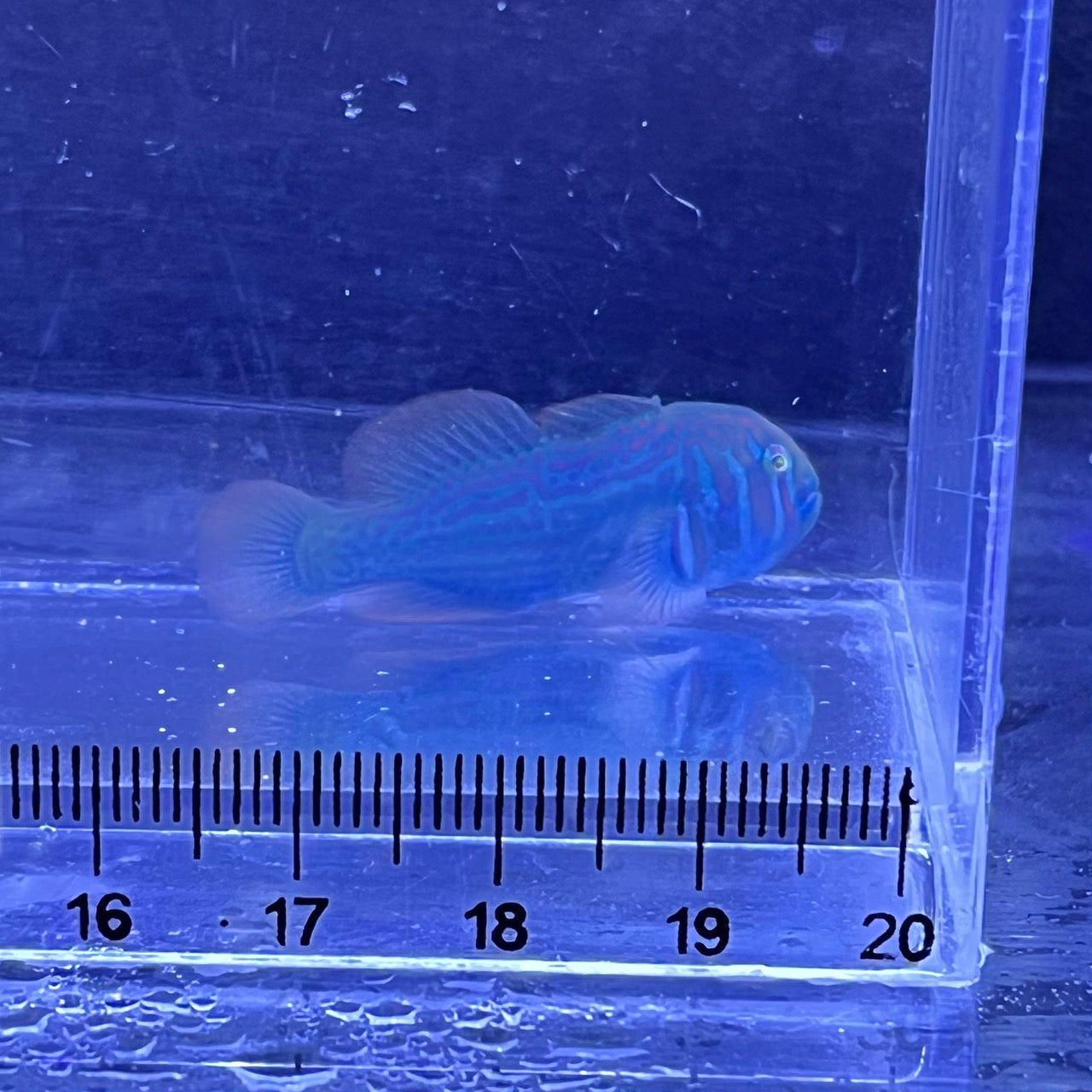 ベニサシコバンハゼ