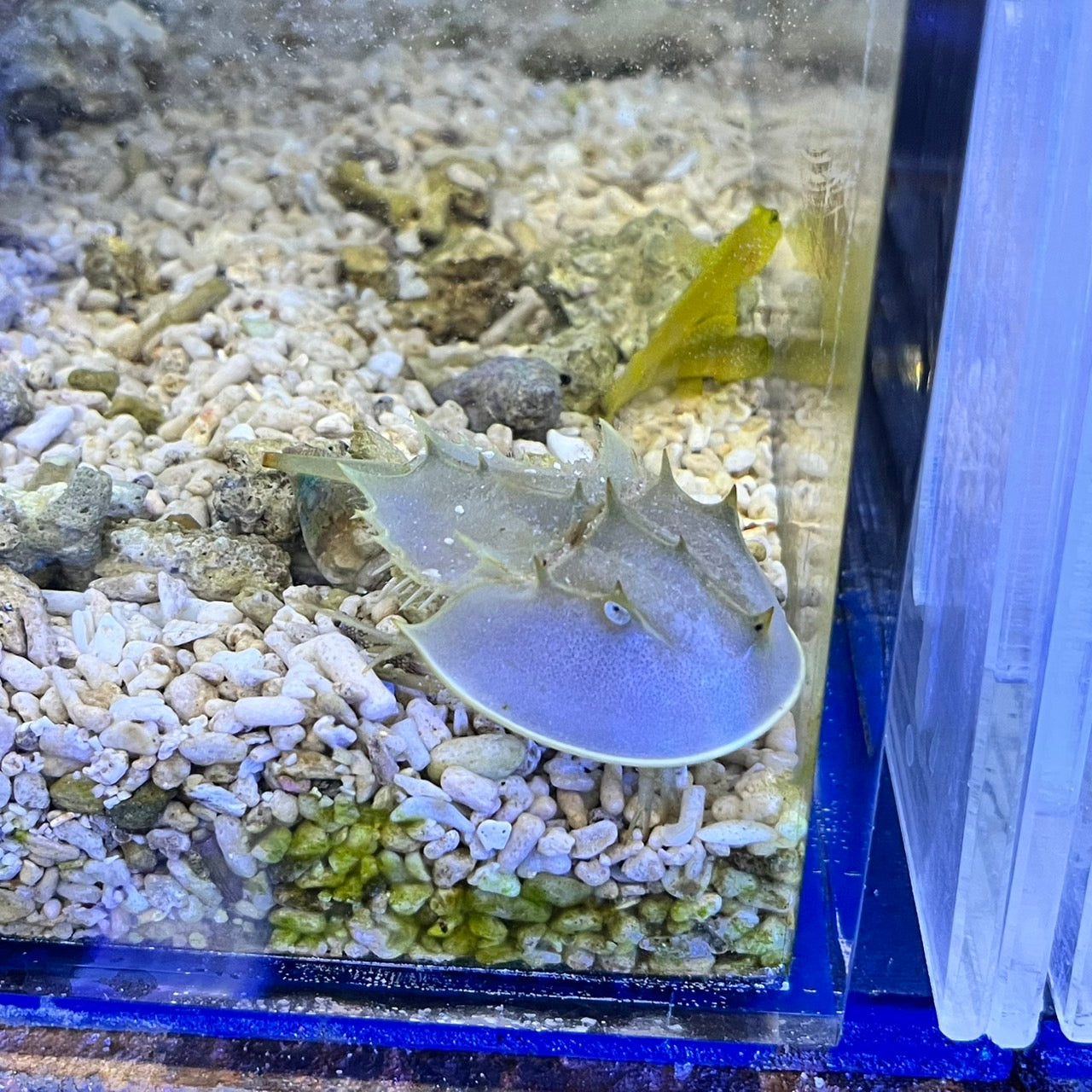 カブトガニ