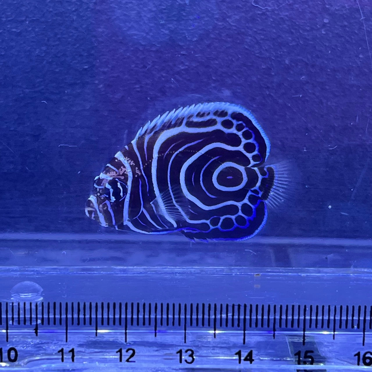 ウズマキ