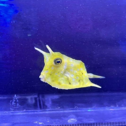 コンゴウフグ