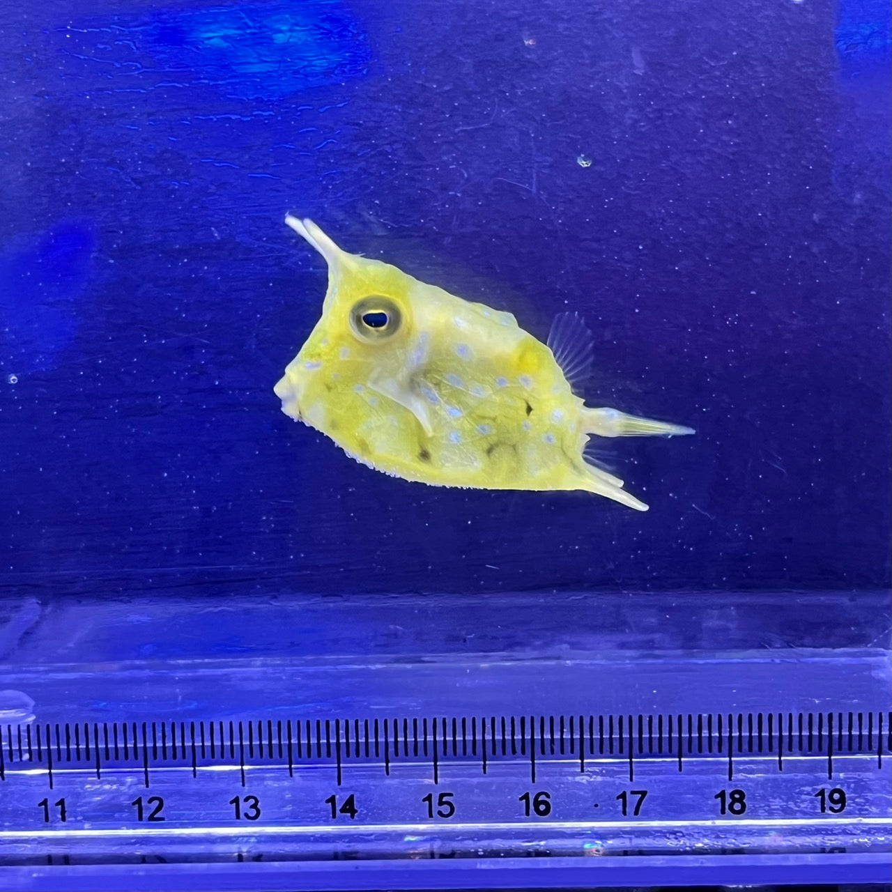 コンゴウフグ
