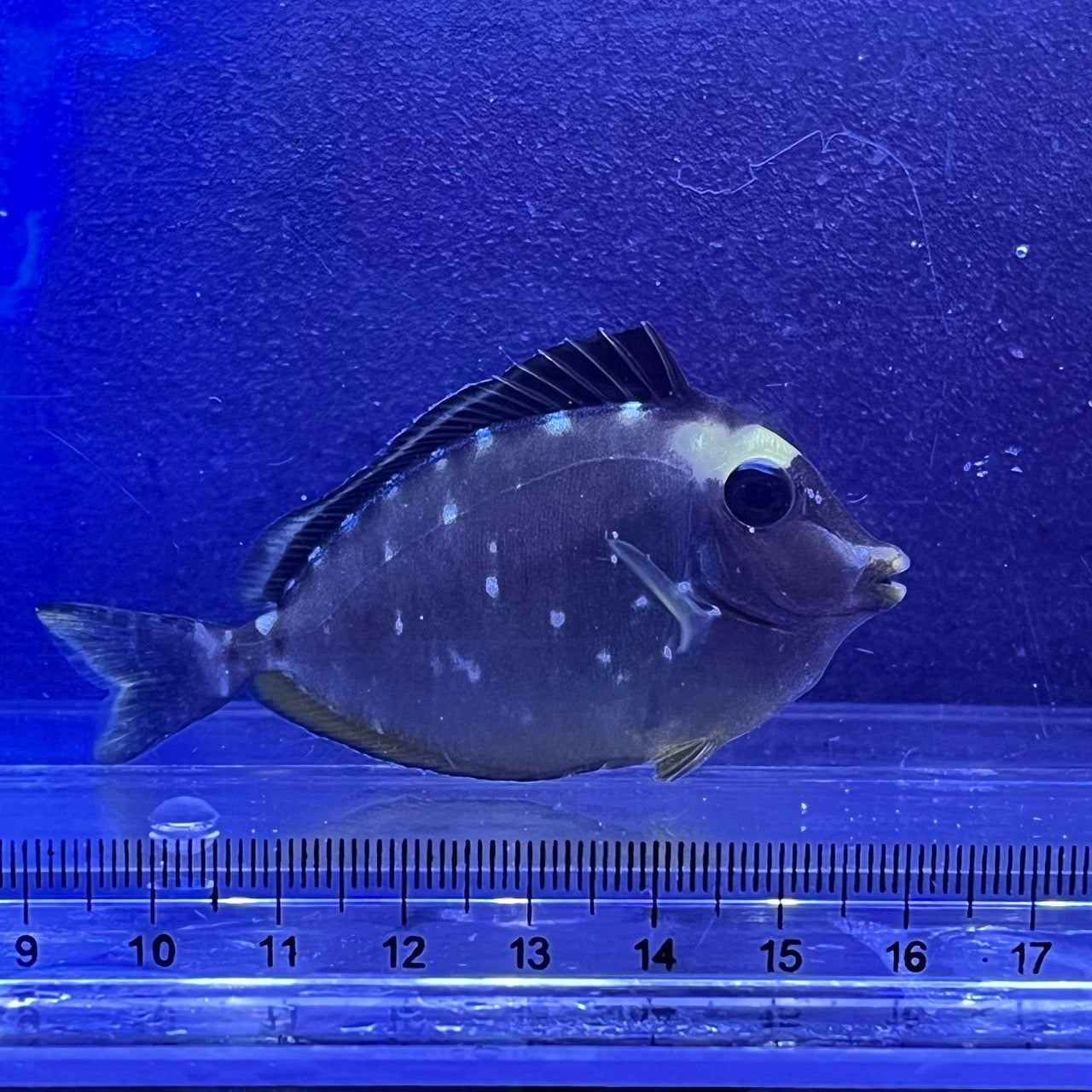 ミヤコテングハギ