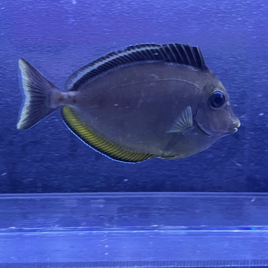 ミヤコテングハギ