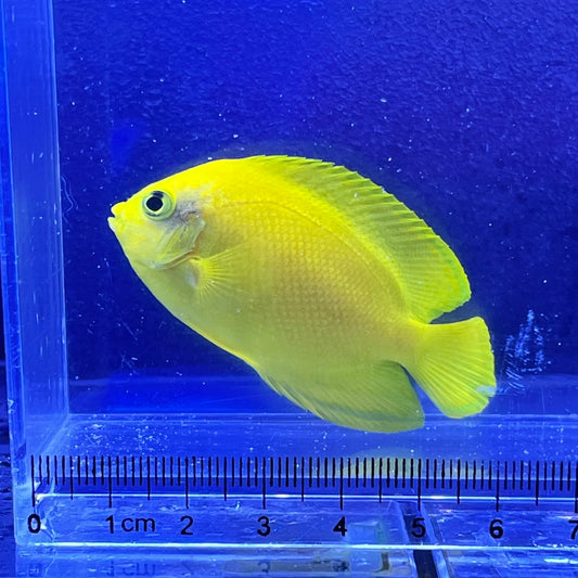 ヘラルドヤッコ