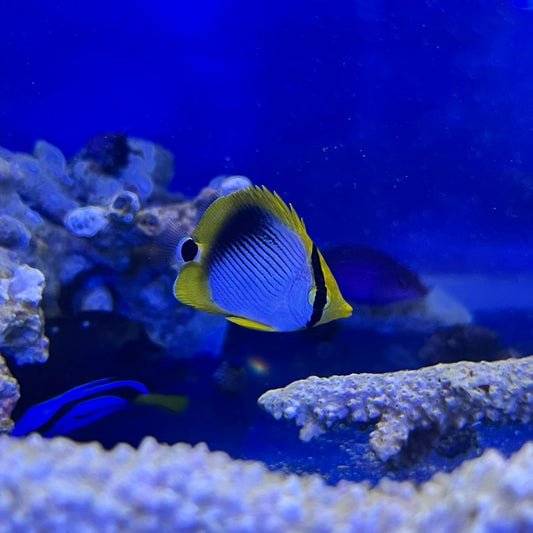 アケボノチョウチョウウオ